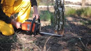 Best Tree Removal Services  in Mission Viejo, CA